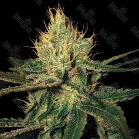 Cannalope Haze feminised DNA Genetics