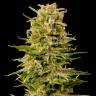 семена конопли аутдор Auto AK feminised Grass-o-Matic