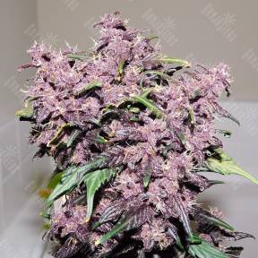 Auto Bloody Skunk feminised Ganja Seeds