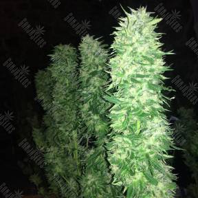 Grapefruit Haze feminised Ganja Seeds