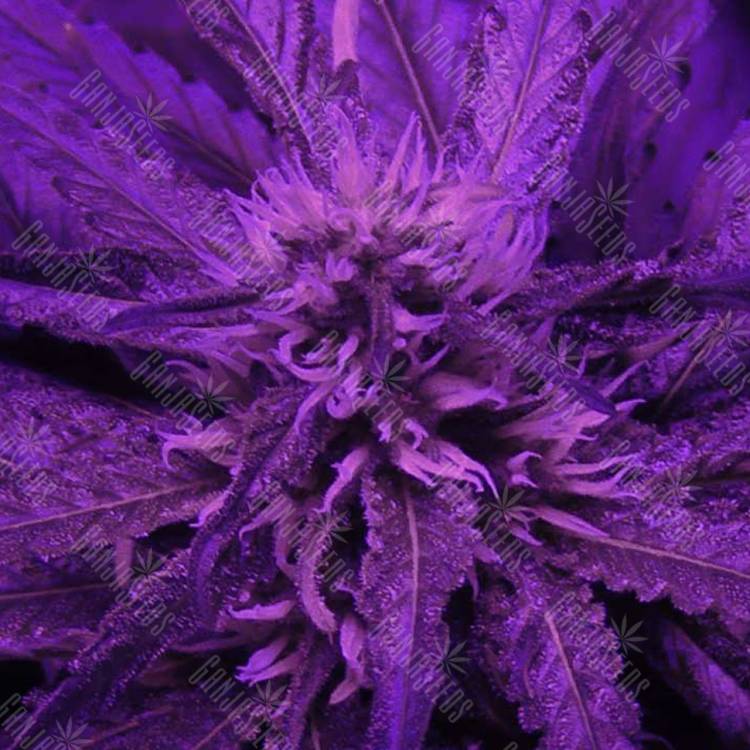 семена конопли курьером Kaboom aka La Reina de Africa feminised Kannabia Seeds