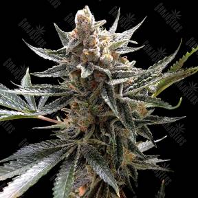 Tangie regular Reserva Privada