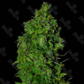 Auto Vip Dwarf feminised VIP Seeds