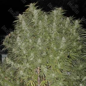 Baursaki feminised Bang Seeds