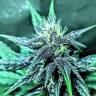 семена конопли автоцвет Auto Diesel regular