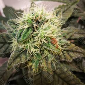 8 Ball Kush feminised Barneys Farm