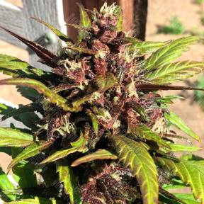 Auto Red Poison feminised Sweet Seeds