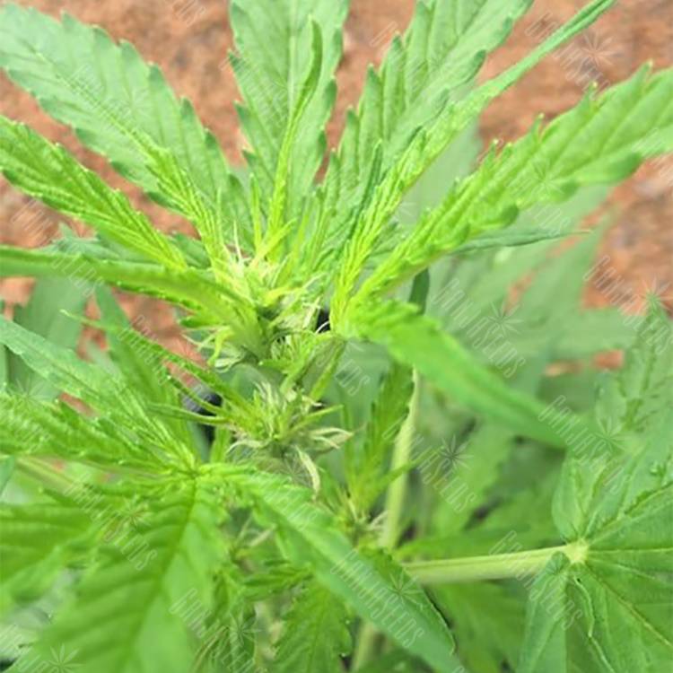 семена конопли автоцвет Auto Skunk feminised Strain Hunters Seeds семена конопли автоцвет Auto Skunk feminised Strain Hunters Seeds