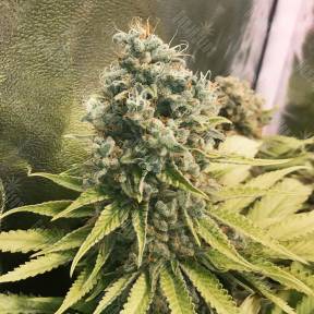 Glueberry O.G. feminised Ganja Seeds