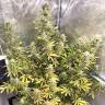 Семена конопли Glueberry O.G. feminised Ganja Seeds