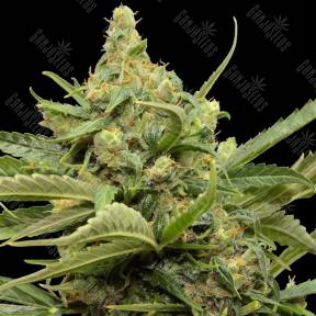 Auto Maxi GOM feminised Grass-o-Matic