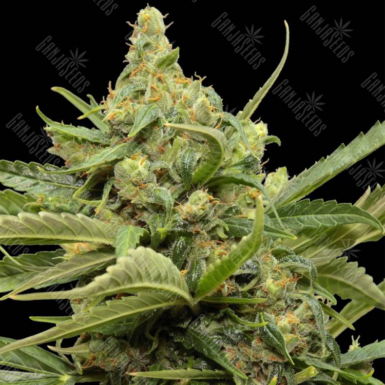 семена конопли с доставкой Auto Maxi GOM feminised Grass-o-Matic