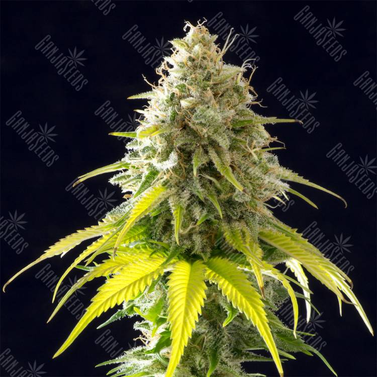 семена конопли для курения Mataro Blue feminised Kannabia Seeds семена конопли для курения Mataro Blue feminised Kannabia Seeds