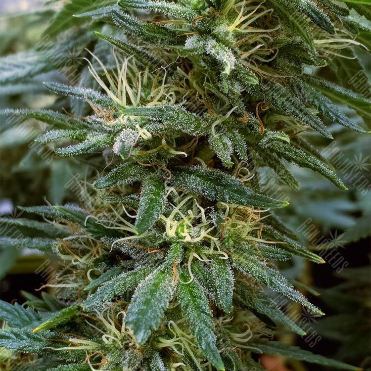 семена конопли курьером Hawaii Maui Waui regular Nirvana Seeds