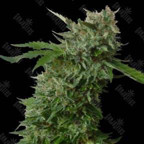Amnesia Vip feminised VIP Seeds