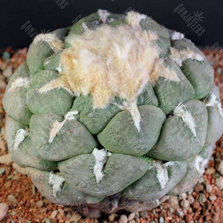 Семена кактуса Ariocarpus lloydii
