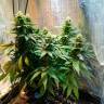 Семена марихуаны Auto Candy Kush feminised Ganja Seeds