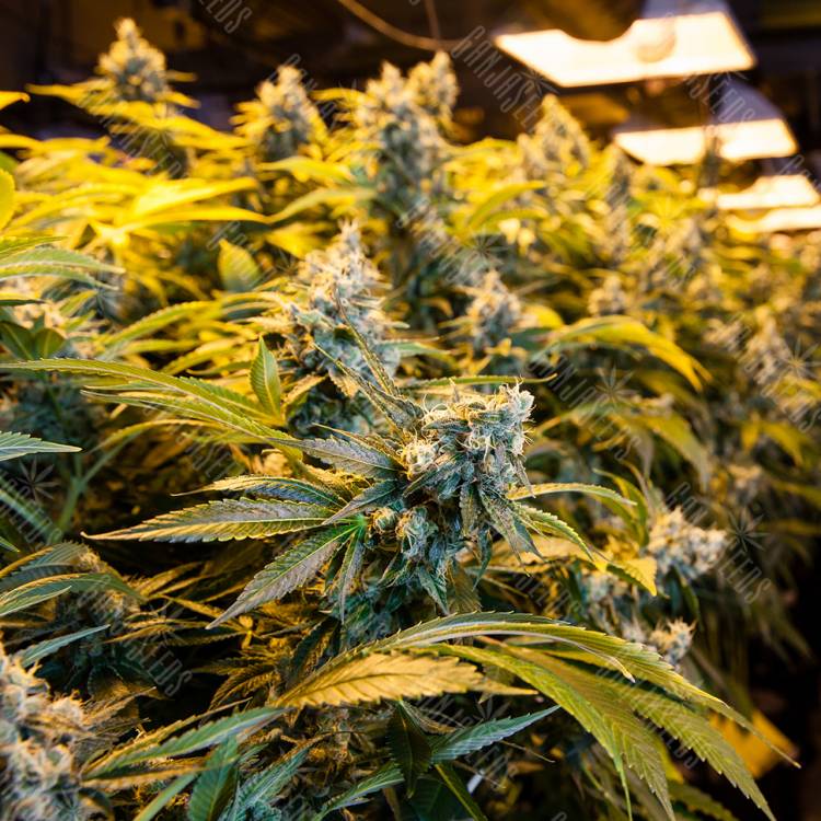 где можно заказать семена конопли Big Bud feminised