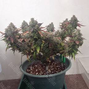 Auto Caramella feminised Ganja Seeds
