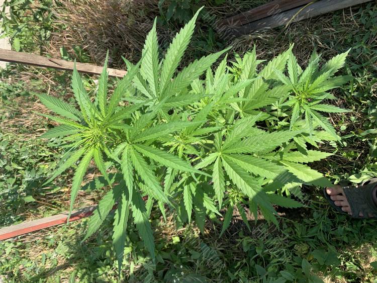 36 дней от каски , 94 см .