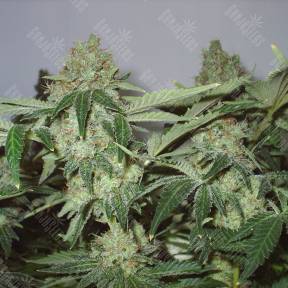 Big Chuy feminised Bang Seeds