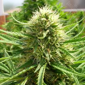 Auto Dr. Grinspoon regular Ganja Seeds