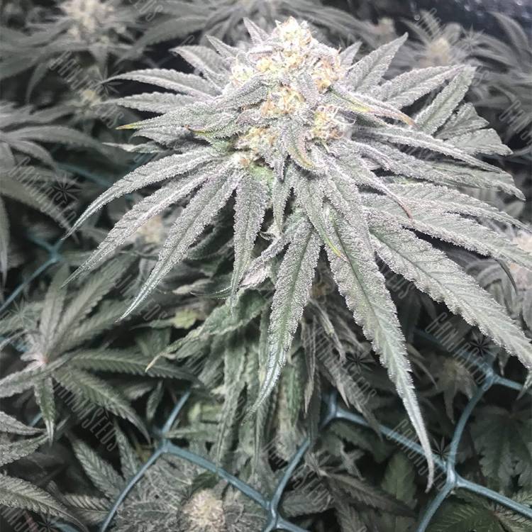 где можно заказать семена конопли Bad Azz Kush feminised Barneys Farm где можно заказать семена конопли Bad Azz Kush feminised Barneys Farm