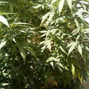 Ice regular Nirvana Seeds