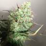семена конопли скороспелый купить Auto Anubis feminised Pyramid Seeds