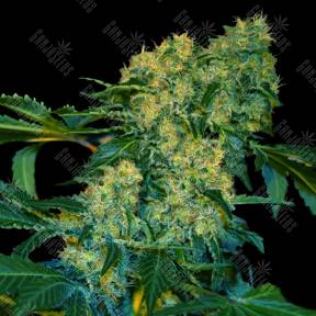Chingis Khan feminised VIP Seeds