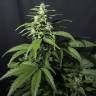 семена сортовой конопли Amnesia Gold feminised