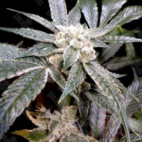 El Fuego feminised DNA Genetics