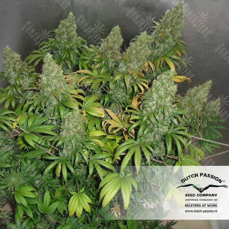 семена конопли Спб Orange Hill Special regular Dutch Passion Seeds семена конопли Спб Orange Hill Special regular Dutch Passion Seeds