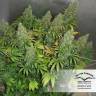 семена конопли Спб Orange Hill Special regular Dutch Passion Seeds семена конопли Спб Orange Hill Special regular Dutch Passion Seeds