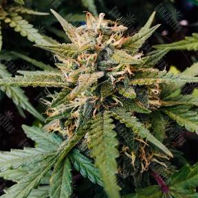 Auto Bubble Kush feminised Royal Queen