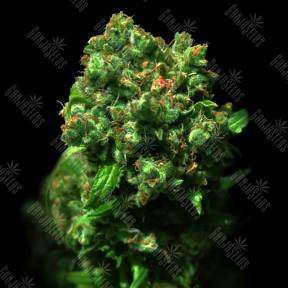 Cheese (Love Peace) feminised VIP Seeds