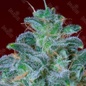 Mohan Ram feminised Ganja Seeds