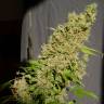 семена конопли Россия Chronic feminised