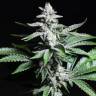 семена конопли для курения Chronic feminised