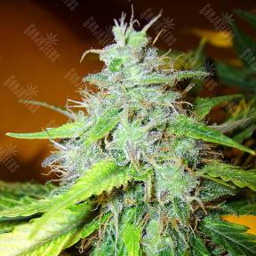 White Blueberry Pie feminised Ganja Seeds
