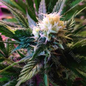 Widow feminised Seedmakers Seeds