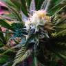 Widow feminised Seedmakers Seeds