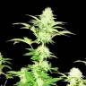 Widow feminised Seedmakers Seeds