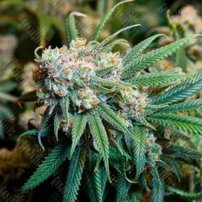 Burana feminised Bang Seeds