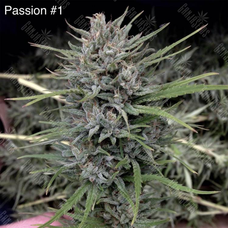 семена конопли аутдор Passion #1 regular Dutch Passion Seeds семена конопли аутдор Passion #1 regular Dutch Passion Seeds