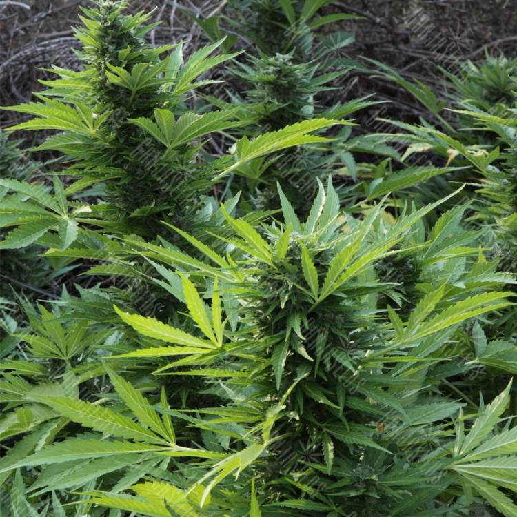 семена конопли автоцвет Auto Mix GOM feminised Grass-o-Matic