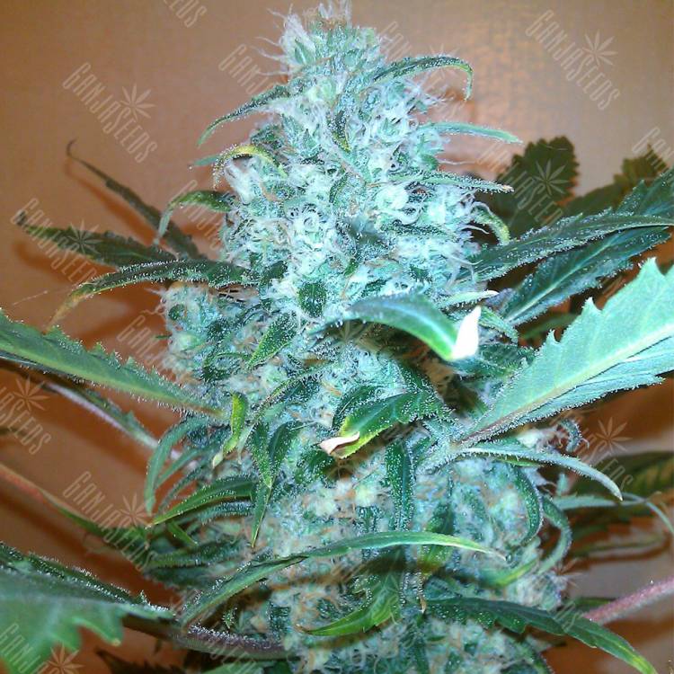 семена конопли купить семена конопли Pato #1 feminised Kannabia Seeds