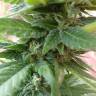 автоцветущие семена конопли Auto Fresh Candy feminised Pyramid Seeds