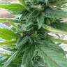 семена сортовой конопли Auto Fresh Candy feminised Pyramid Seeds