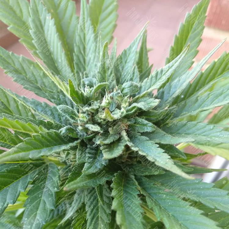 семена конопли в фирменной упаковке Auto Fresh Candy feminised Pyramid Seeds